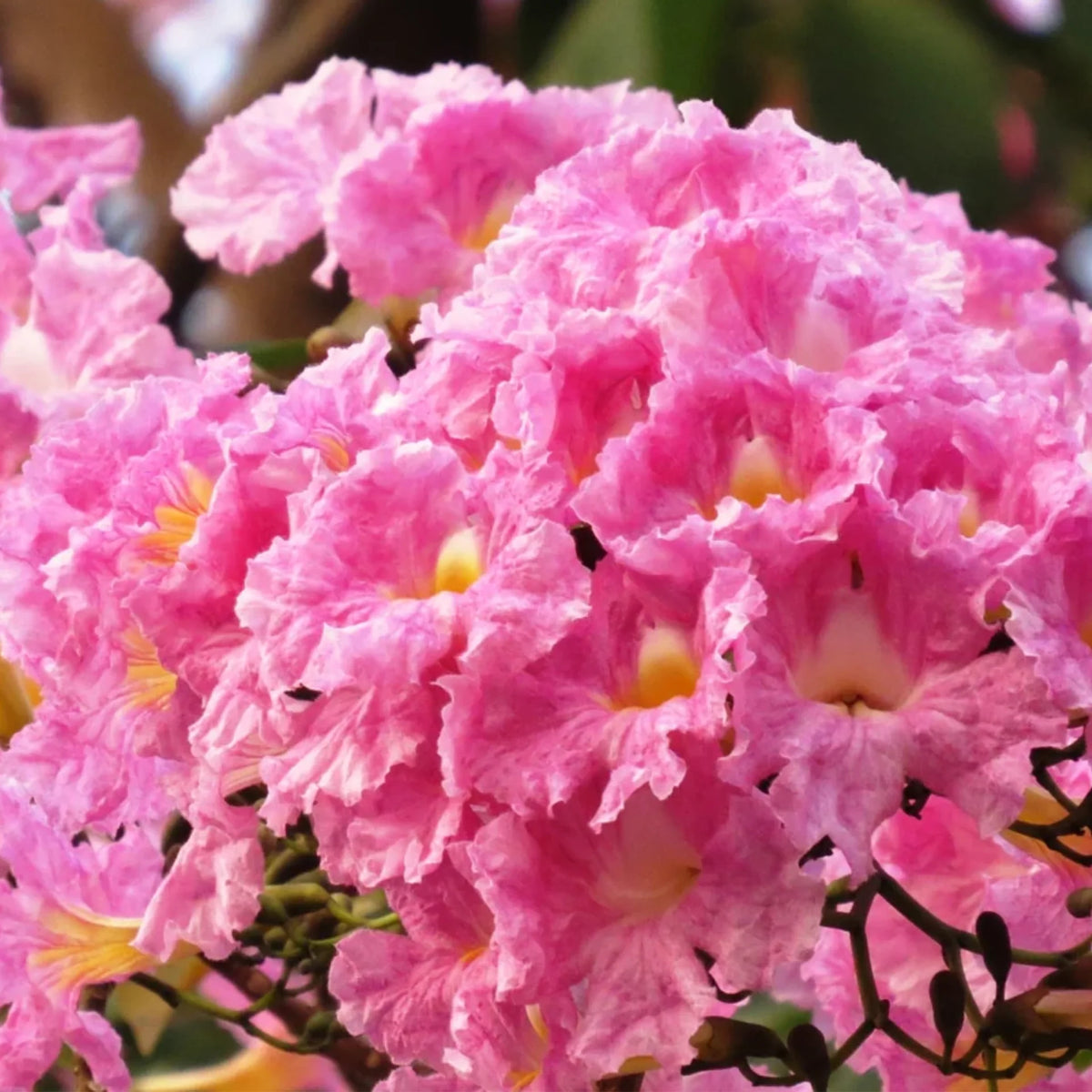 Bees Plant Hub Rosy Trumpet Tree (Tabebuia Rosea) Live Plant