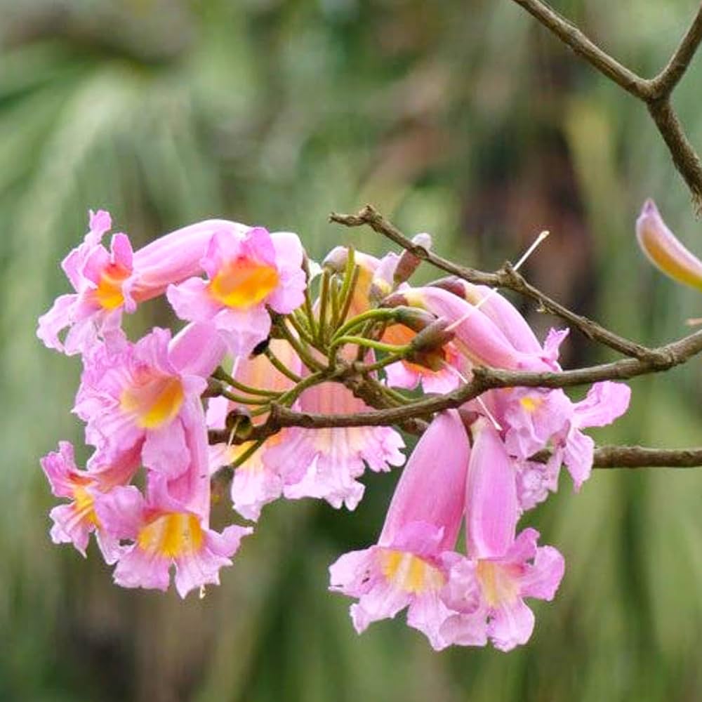 Bees Plant Hub Rosy Trumpet Tree (Tabebuia Rosea) Live Plant