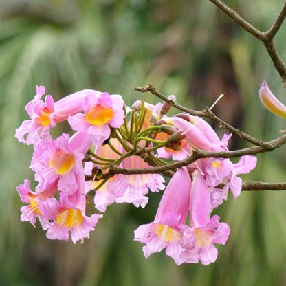 Bees Plant Hub Rosy Trumpet Tree (Tabebuia Rosea) Live Plant