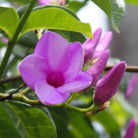 Bees Plant Hub Rubber Vine (Cryptostegia Grandiflora)  Live Plant