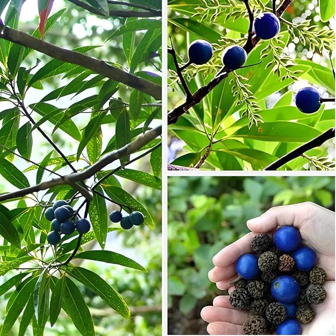Bees Plant Hub Rudraksh Layered Live Plant