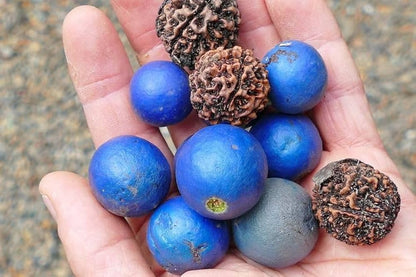 Bees Plant Hub Rudraksh Layered Live Plant
