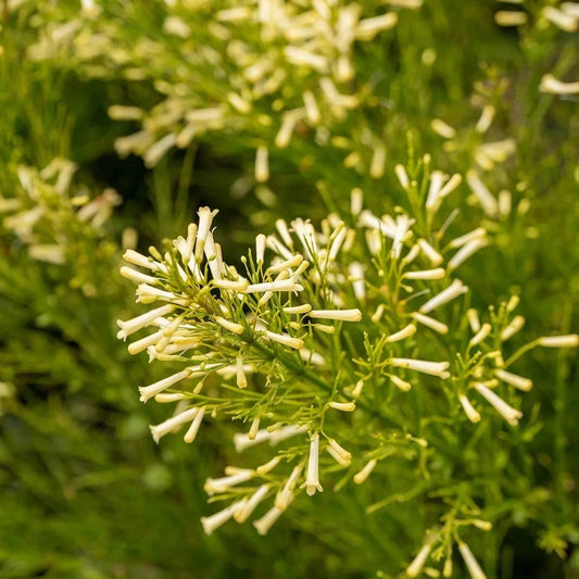 Bees Plant Hub White Firecracker (Russelia equisetiformis) Flowering Live Plant