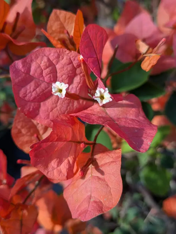 Bees Plant Hub Bougainvillea Salmon Pink (Paper Flower) Flowering Live Plant