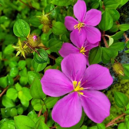 Bees Plant Hub Spanish Shawl (Heterocentron elegans) Flowering Live Plant