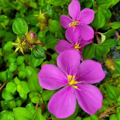 Bees Plant Hub Spanish Shawl (Heterocentron elegans) Flowering Live Plant