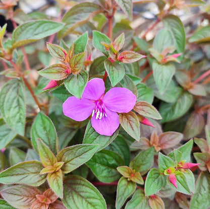 Bees Plant Hub Spanish Shawl (Heterocentron elegans) Flowering Live Plant