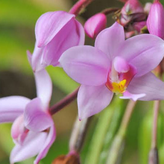 Bees Plant Hub Spathoglottis plicata Pink Ground Orchid
