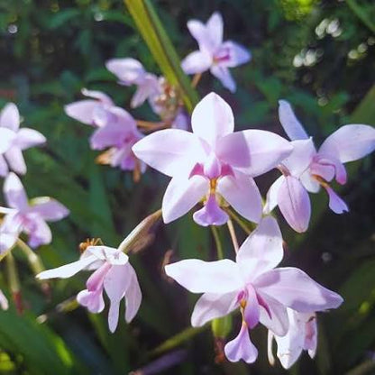 Bees Plant Hub Spathoglottis plicata Pink Ground Orchid