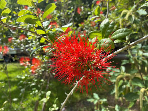 Bees Plant Hub Thailand Powderpuff (Combretum constrictum) Rare Flowering Live Plant