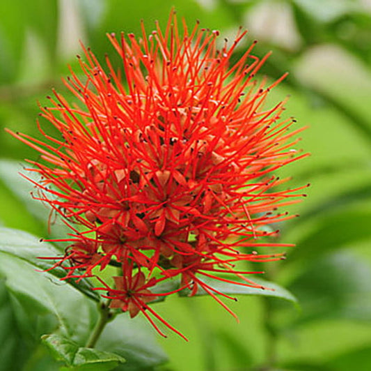 Bees Plant Hub Thailand Powderpuff (Combretum constrictum) Rare Flowering Live Plant