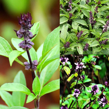 Bees Plant Hub Thai Sweet Basil Medicinal Live Plant