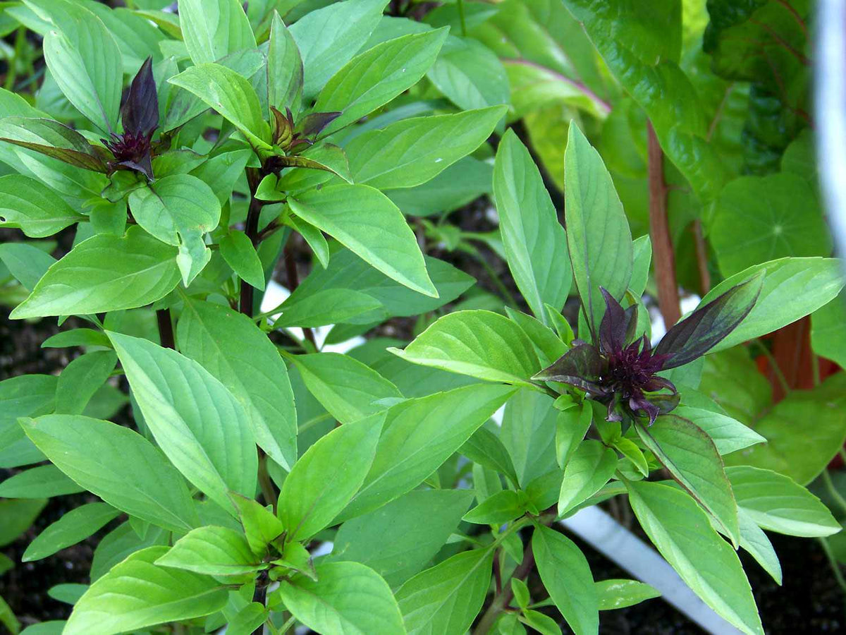 Bees Plant Hub Thai Sweet Basil Medicinal Live Plant