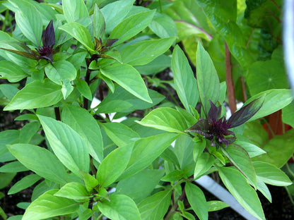 Bees Plant Hub Thai Sweet Basil Medicinal Live Plant