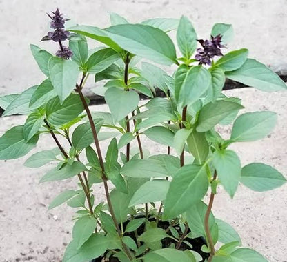 Bees Plant Hub Thai Sweet Basil Medicinal Live Plant
