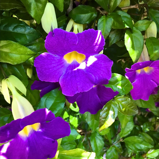 Bees Plant Hub Thunbergia Erecta Blue / Bush Clock Vine All Time Flowering Live Plant