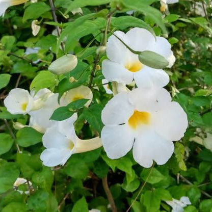 Bees Plant Hub Thunbergia Erecta White All Time Flowering Live Plant