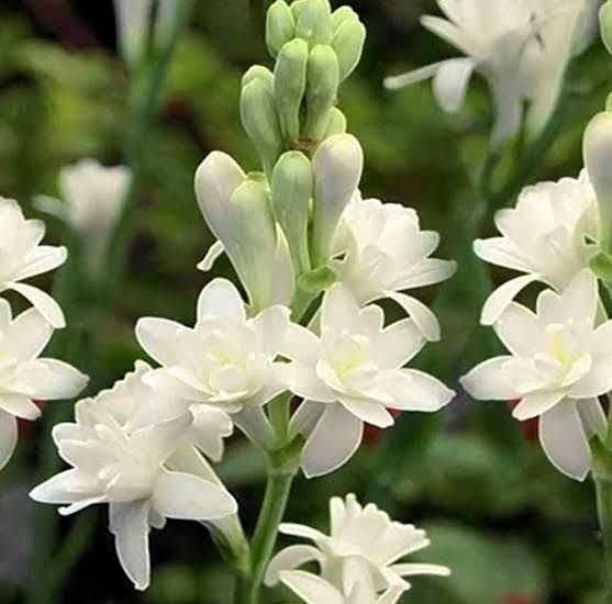 Bees Plant Hub Tuberose (Sampangi) All Time Flowering Fragrant Live Plant - Multi Petal