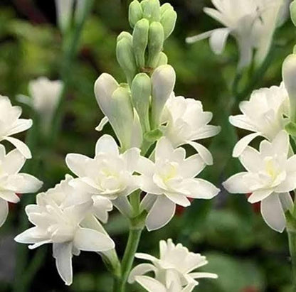 Bees Plant Hub Tuberose (Sampangi) All Time Flowering Fragrant Live Plant - Multi Petal