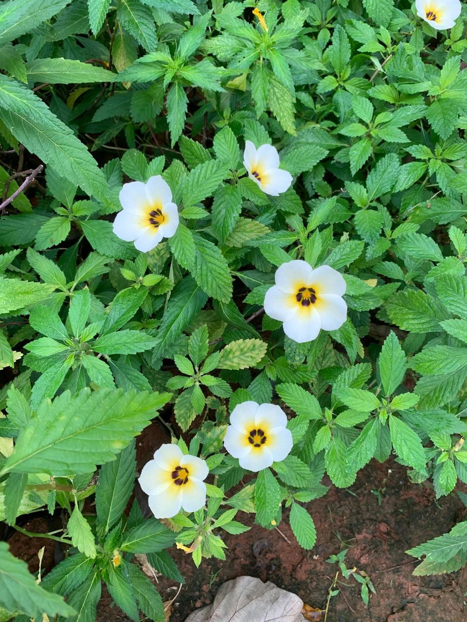 Bees Plant Hub White buttercup (Turnera subulata) Flowering Live Plant