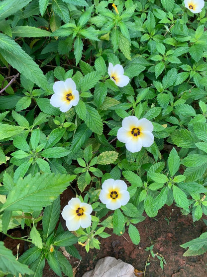 Bees Plant Hub White buttercup (Turnera subulata) Flowering Live Plant