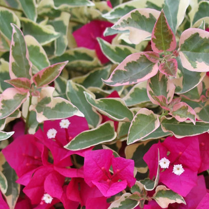 Bees Plant Hub Variegated  Bougainvillea Red (Paper Flower) Leaves Flowering Live Plant