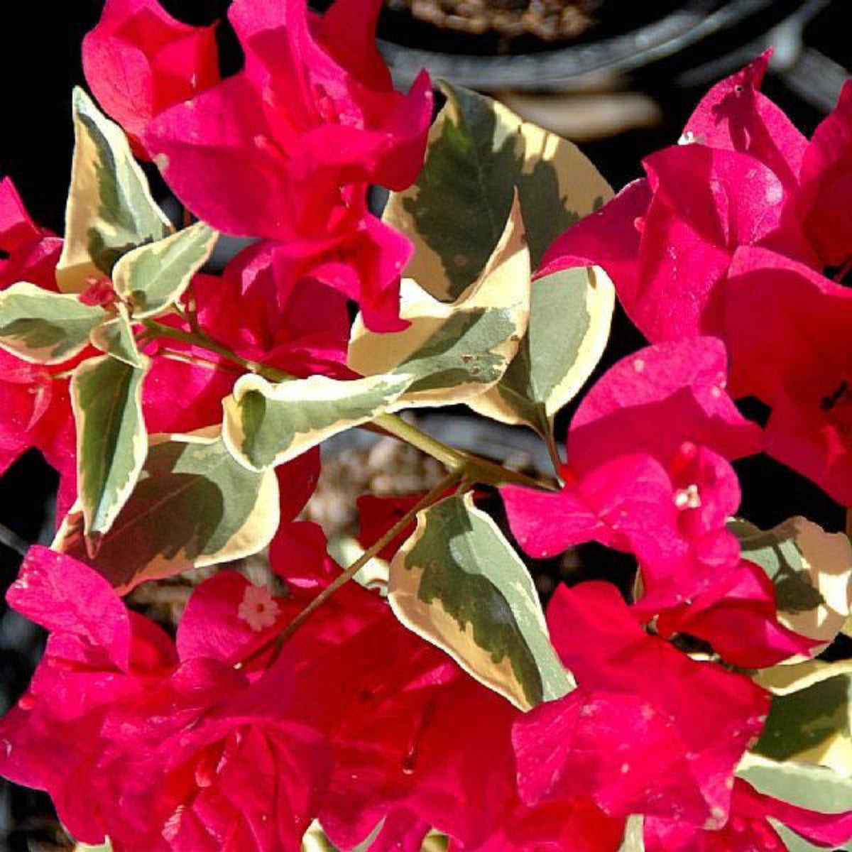 Bees Plant Hub Variegated  Bougainvillea Red (Paper Flower) Leaves Flowering Live Plant