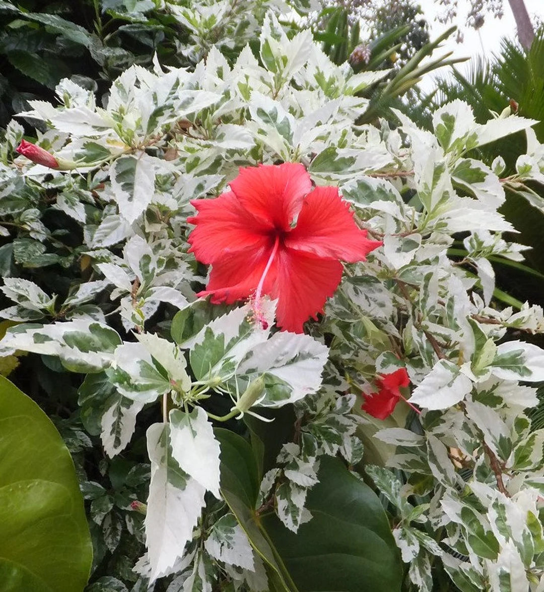 Bees Plant Hub Variegated Hibiscus with Red Flowering Live Plant