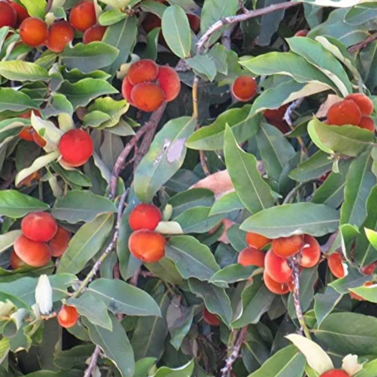 Bees Plant Hub Velvet Apple Live Plant (Diospyros Blancoi)