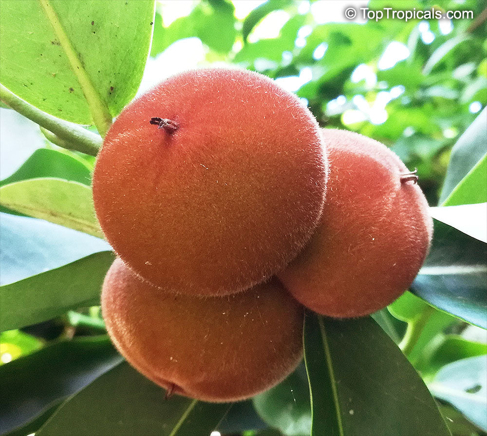 Bees Plant Hub Velvet Apple Live Plant (Diospyros Blancoi)