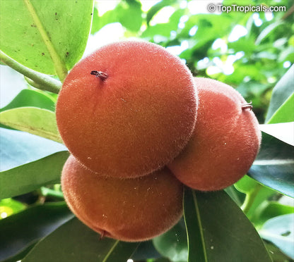 Bees Plant Hub Velvet Apple Live Plant (Diospyros Blancoi)
