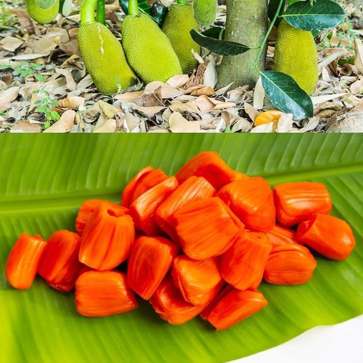 Bees Plant Hub Vietnam Super Early Grafted Live Jack Fruit Plant - Red