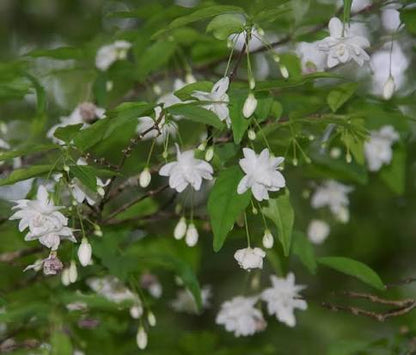 Bees Plant Hub Water Jasmine Double Petal Highly Fragrant Flowering Rare Live Plant - Green Leaves