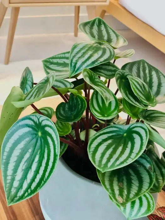 Bees Plant Hub Watermelon Peperomia Indoor / Outdoor Live Plant
