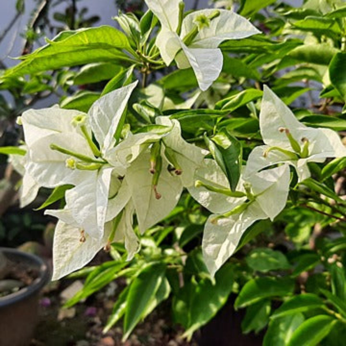 Bees Plant Hub Hanging Bougainvillea White (Paper Flower) Flowering Live Plant