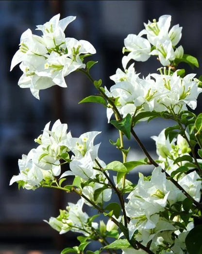 Bees Plant Hub Hanging Bougainvillea White (Paper Flower) Flowering Live Plant