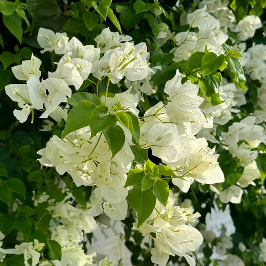 Bees Plant Hub Bougainvillea White (Paper Flower) Flowering Live Plant