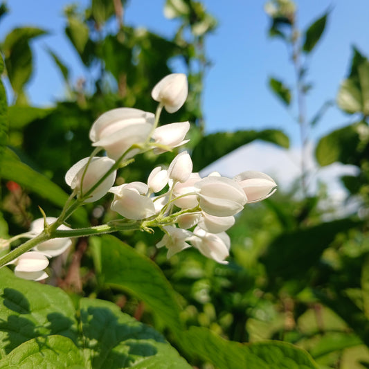 Bees Plant Hub White Coral Vine (Antigonon leptopus 'Alba') Rare All Time Flowering Live Plant