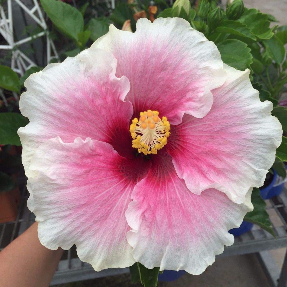 Bees Plant Hub Hibiscus Pink and White Double Shade Hybrid Flowering Live Plant