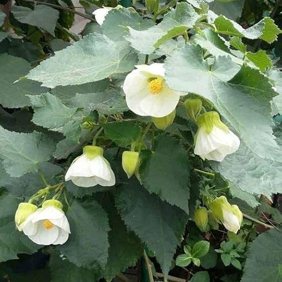 Bees Plant Hub White Lantern Hibiscus Flowering Live Plant