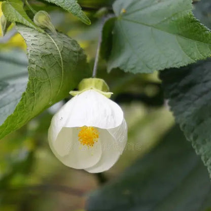 Bees Plant Hub White Lantern Hibiscus Flowering Live Plant