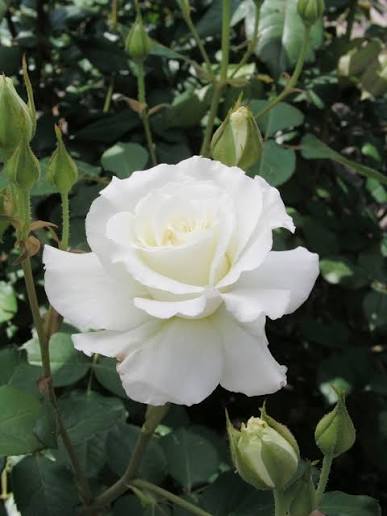 Bees Plant Hub White Grandiflora Rose Grafted Flowering Live Plant