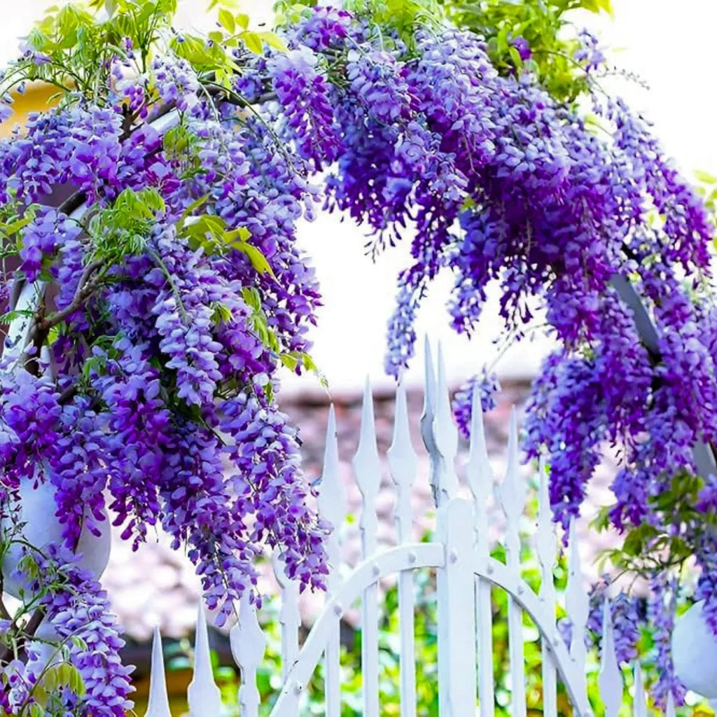 Bees Plant Hub Chinese Wisteria Purple Rare Fragrant Flowering Live Plant