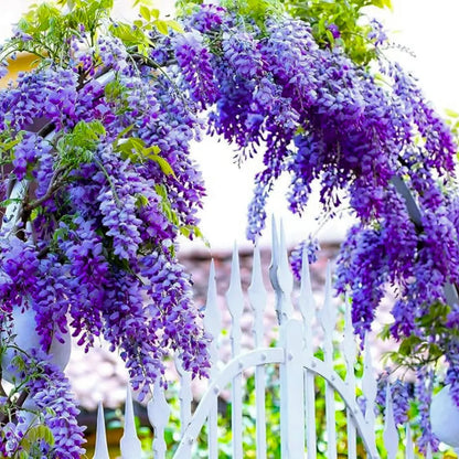 Bees Plant Hub Chinese Wisteria Purple Rare Fragrant Flowering Live Plant