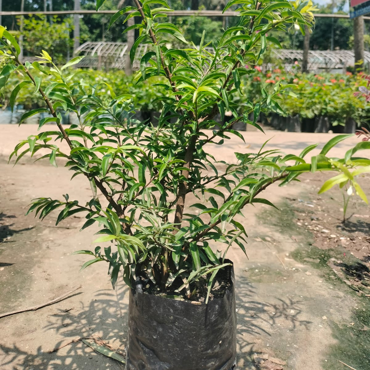 Bees Plant Hub Water Jasmine Double Petal Highly Fragrant Flowering Rare Live Plant - Green Leaves