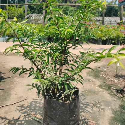 Bees Plant Hub Water Jasmine Double Petal Highly Fragrant Flowering Rare Live Plant - Green Leaves