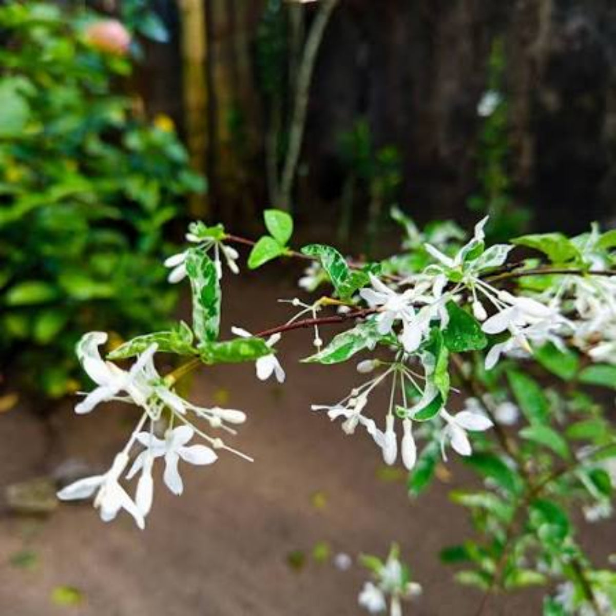 Bees Plant Hub Water Jasmine Single Petal Highly Fragrant Flowering Rare Live Plant - Variegated Leaves