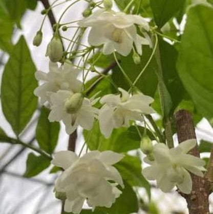 Bees Plant Hub Water Jasmine Double Petal Highly Fragrant Flowering Rare Live Plant - Green Leaves