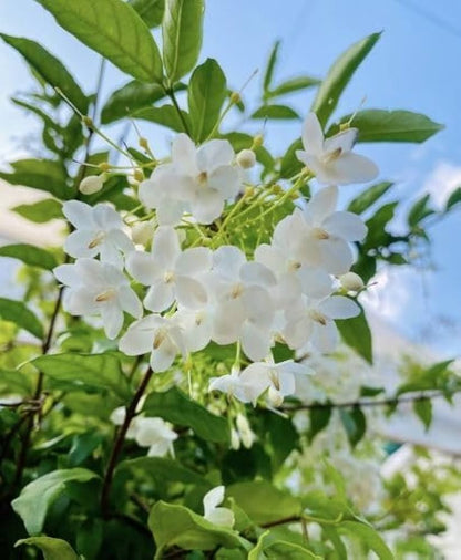 Bees Plant Hub Water Jasmine Single Petal Highly Fragrant Flowering Rare Live Plant - Variegated Leaves