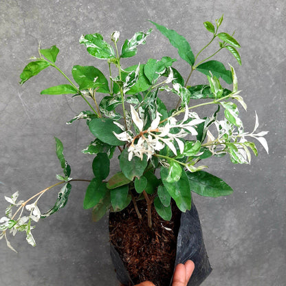 Bees Plant Hub Water Jasmine Single Petal Highly Fragrant Flowering Rare Live Plant - Variegated Leaves